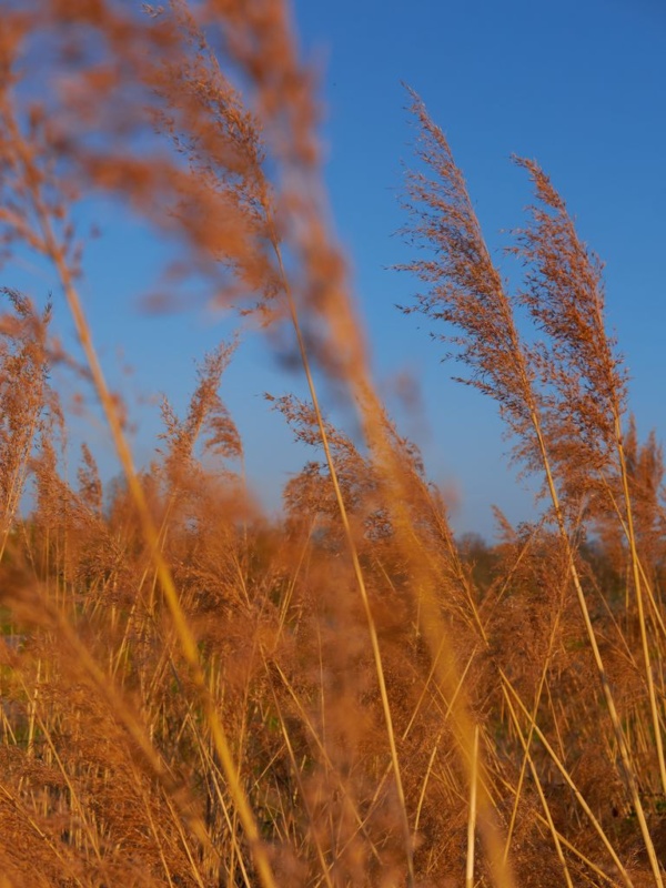 Herbst I